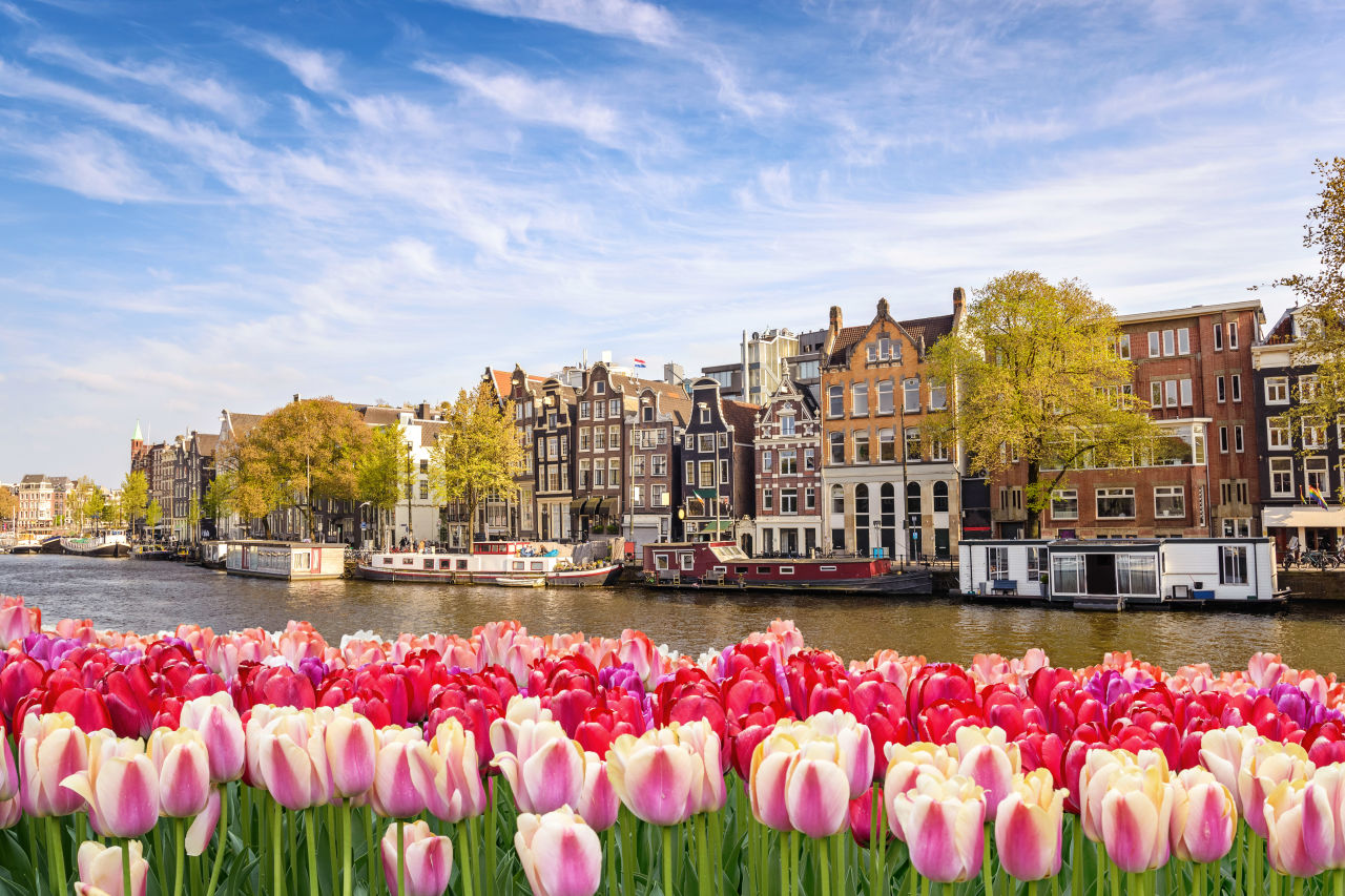 Tulpen in Amsterdam an einem Kanal