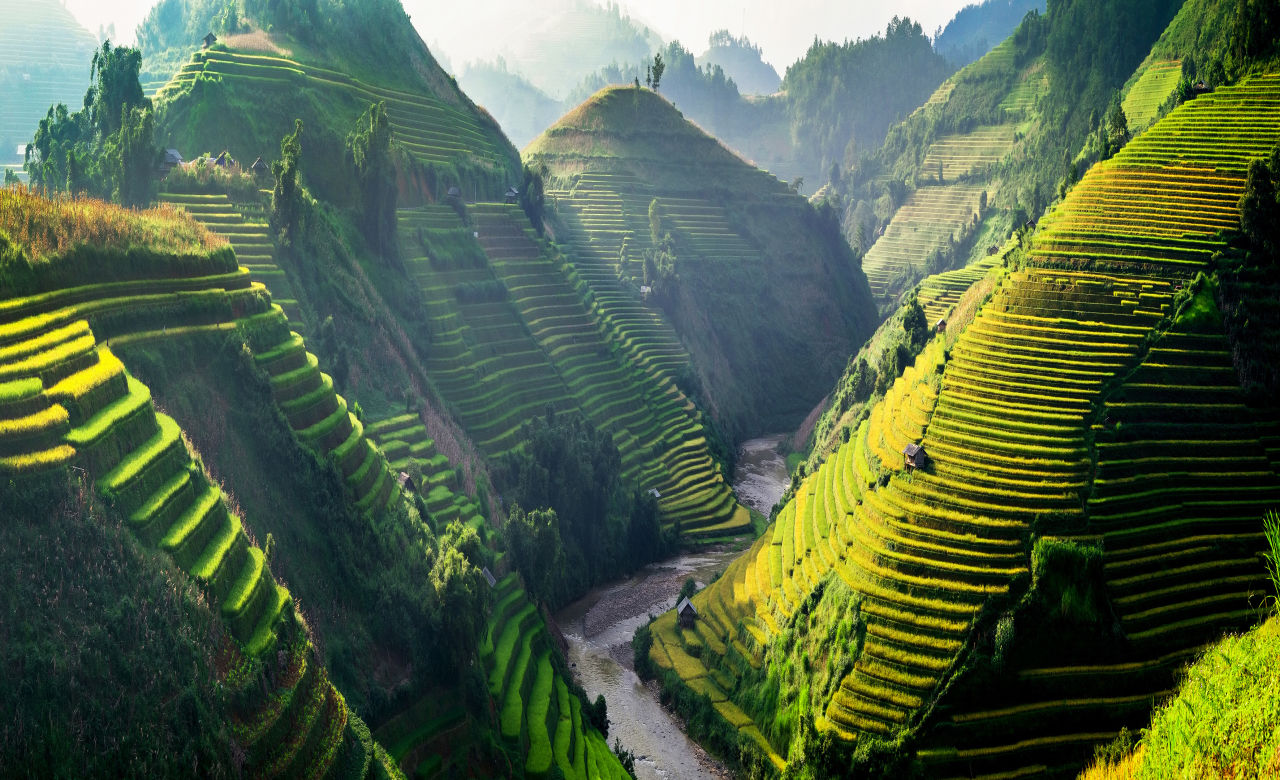 A rice field in Vietnam