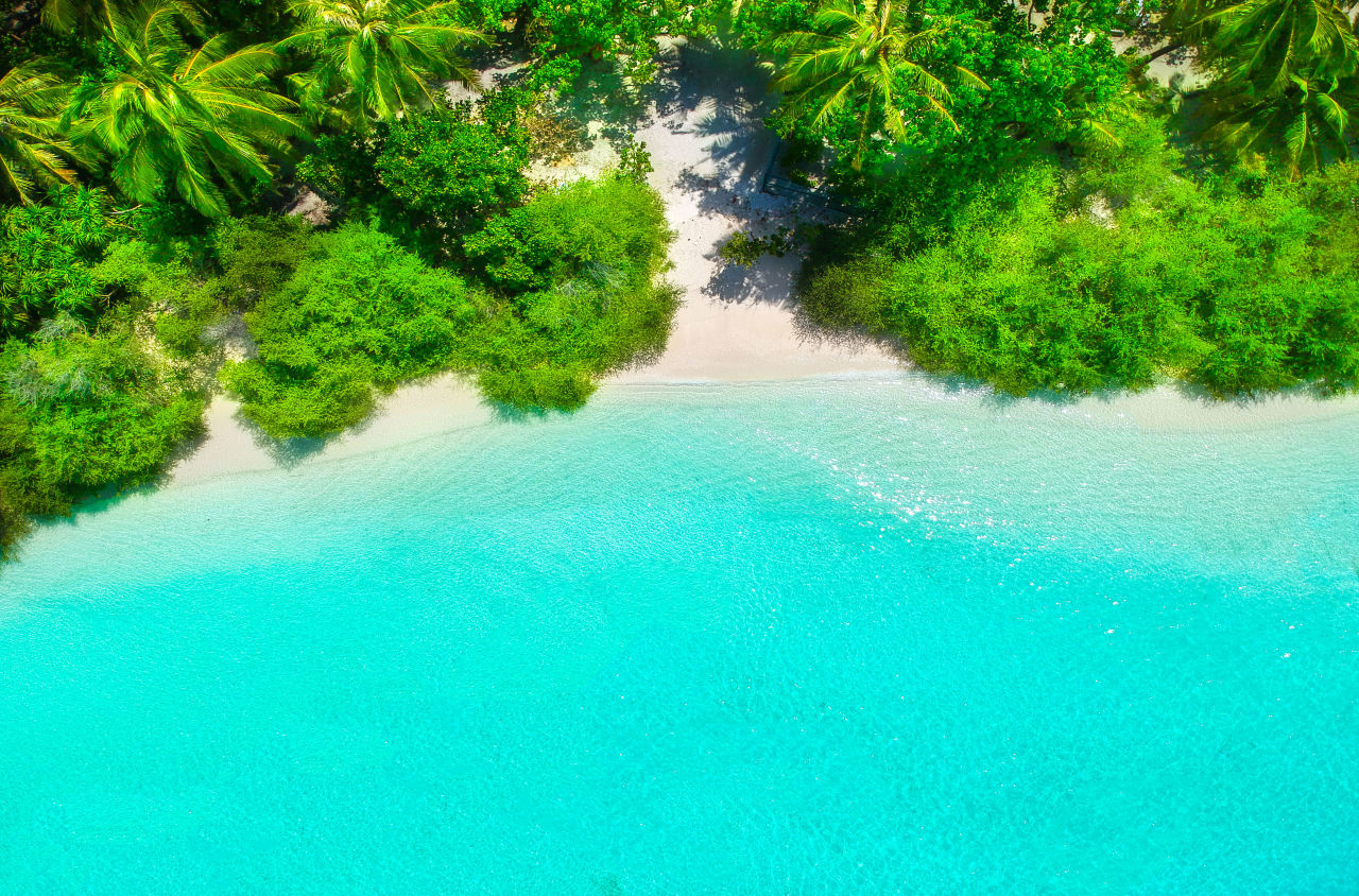 Bird's eye view of a tree covered beach and turquoise ocean
