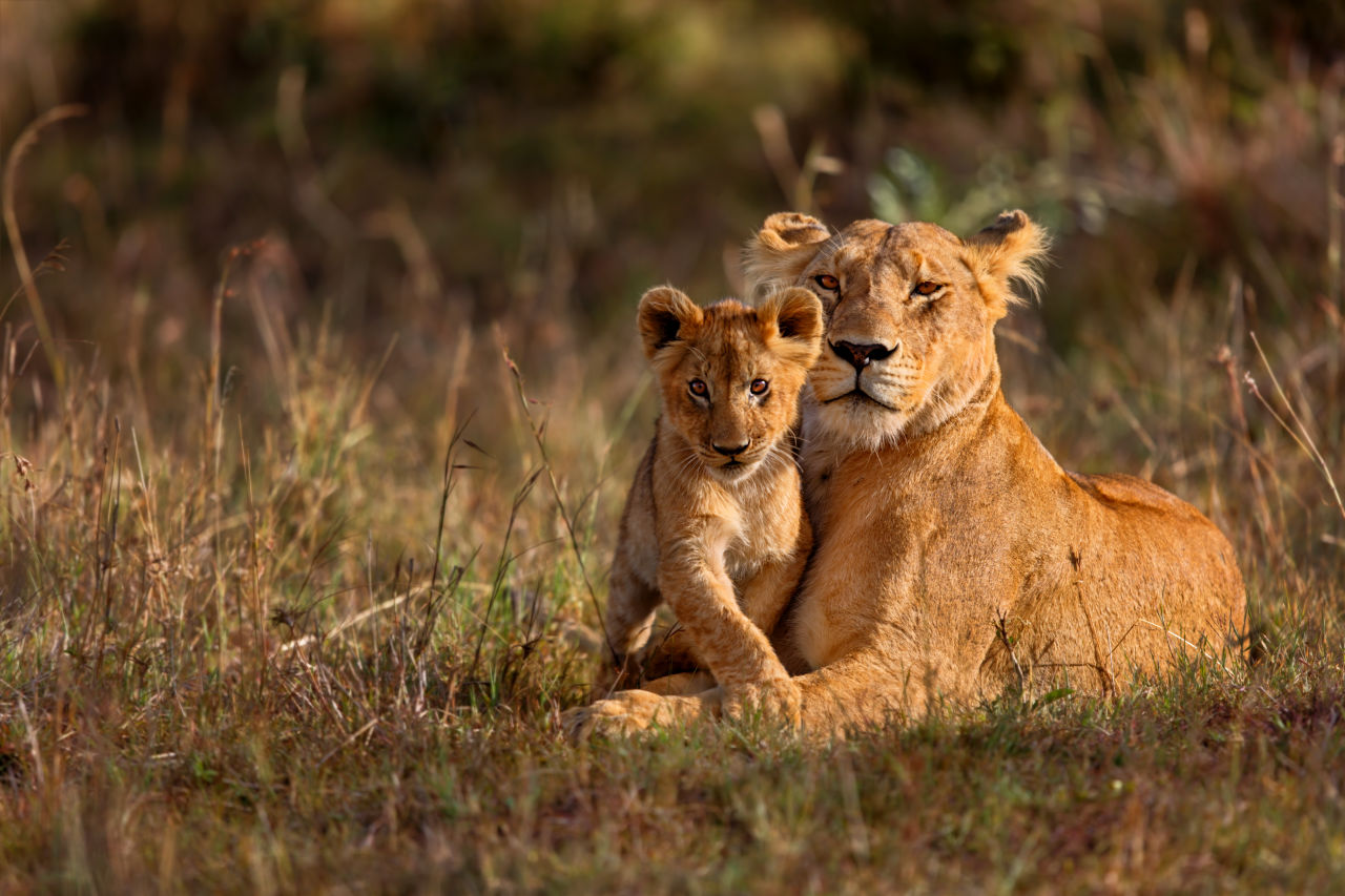 Löwin mit ihrem Jungen in Kenya