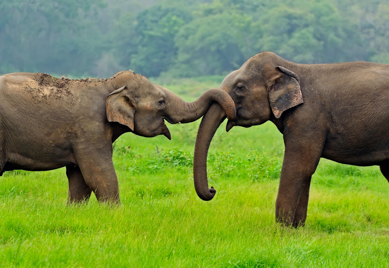 Elephants walking freely in an ethical wildlife sanctuary in Indonesia