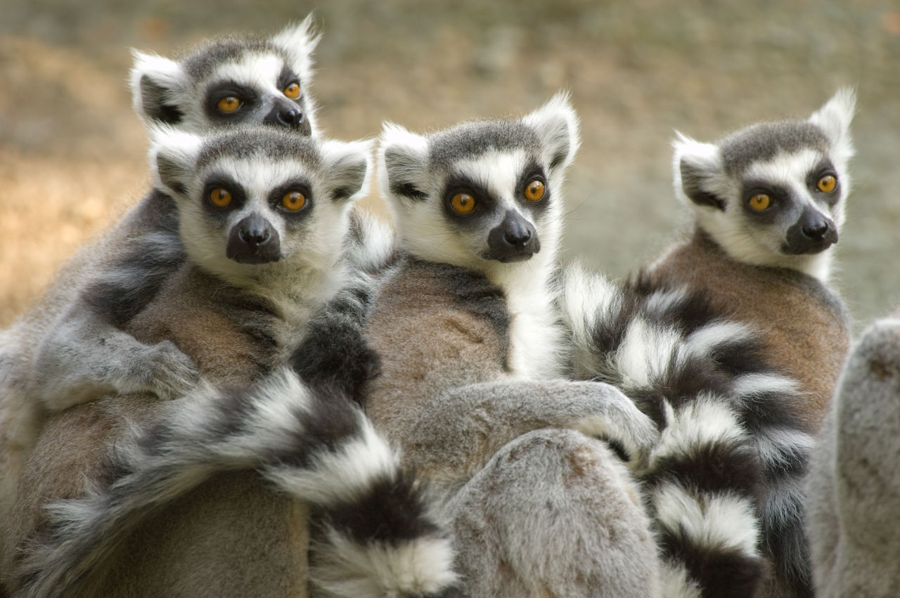 Madagaskar Afrika Lemuren
