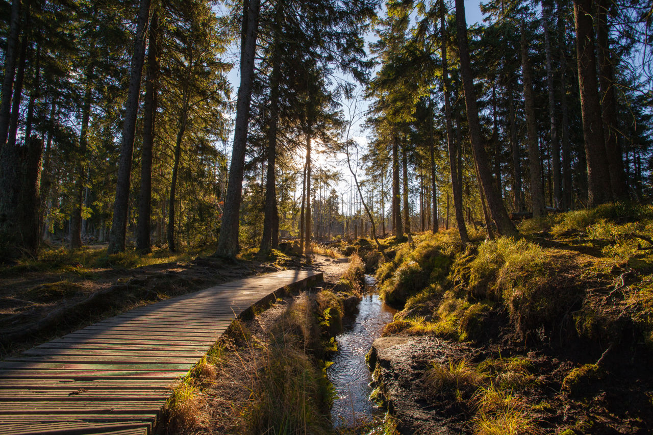 waldspaziergang im harz am bach