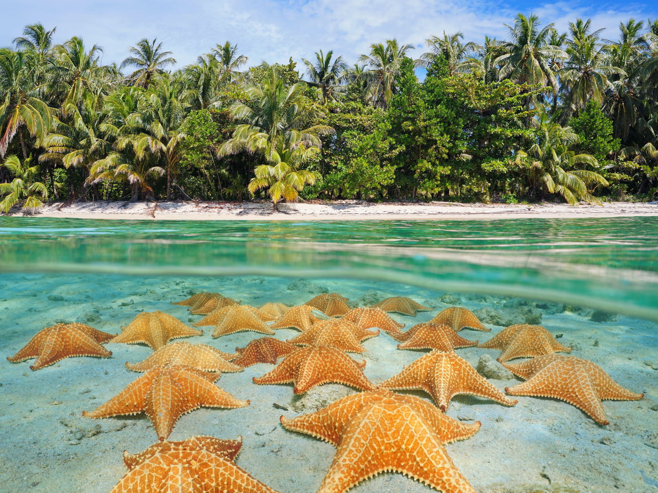 Seesterne am Strand in Panama