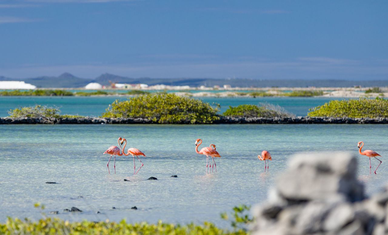 Bonaire Flamingos 