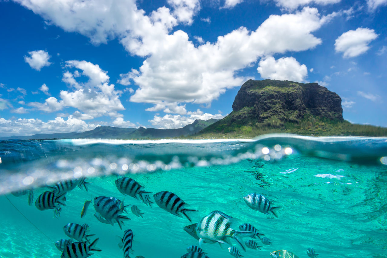 Fische im Ozean vor Felsformation auf Mauritius