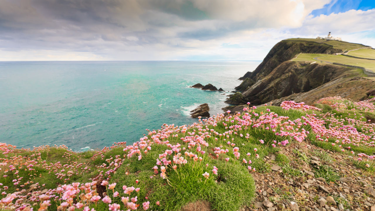 A cliff with flowers and the ocean