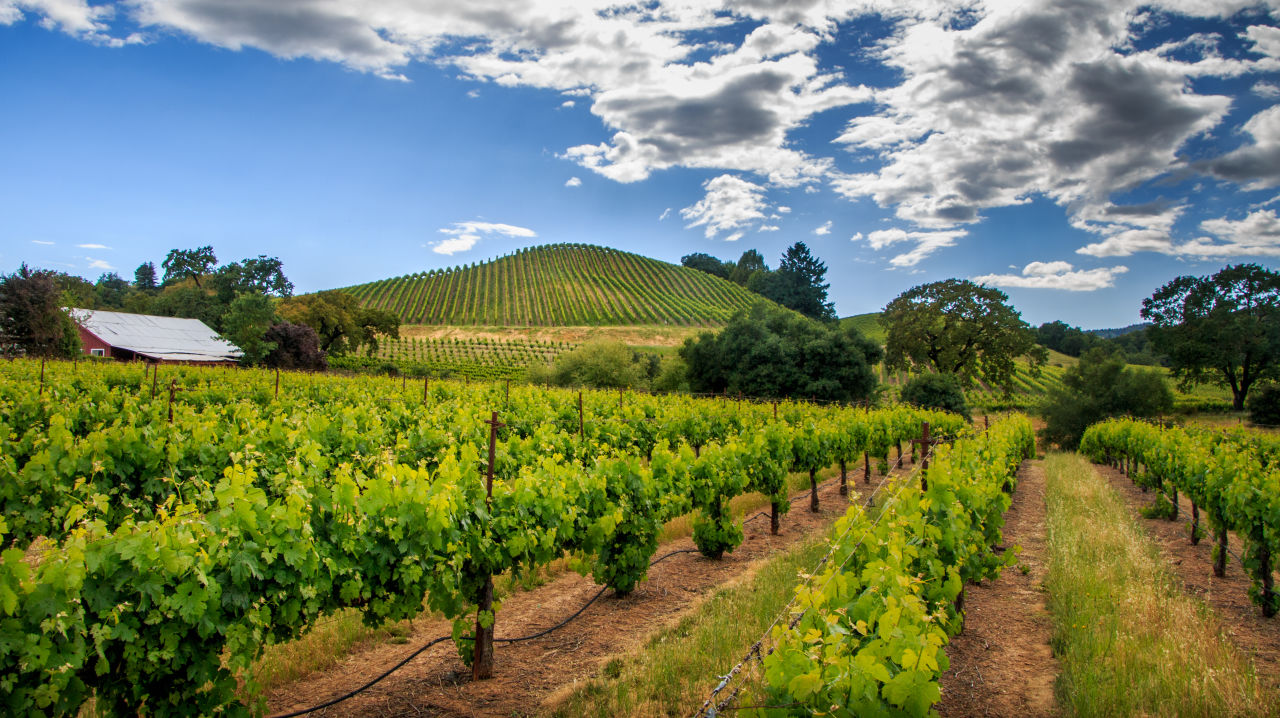 Green vineyard with white wispy clouds
