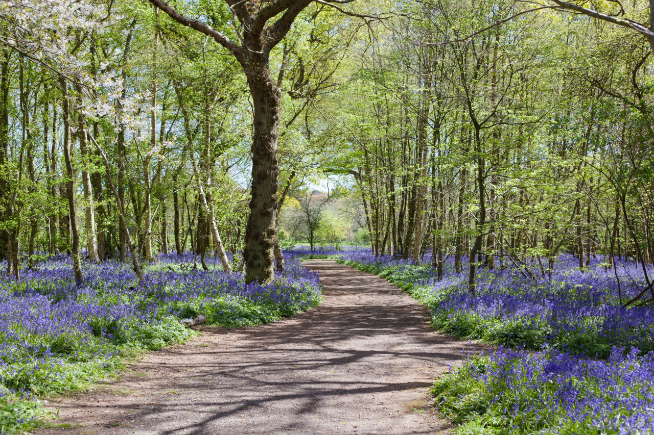 A forest covered in bluebells