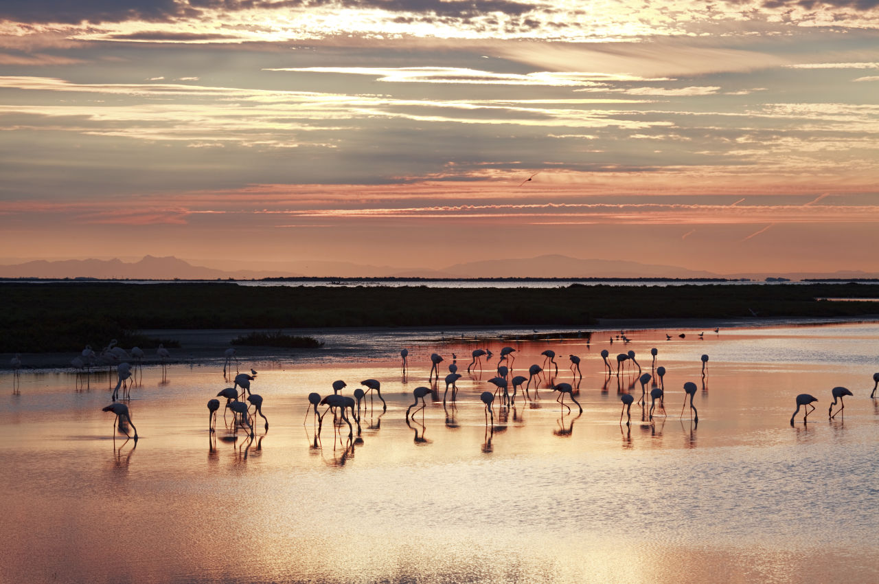 Un groupe de flamants roses sur un étang de Camargue au coucher du soleil