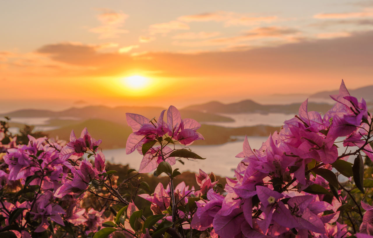 Saint Thomas, US Virgin Islands. Pink flowers in the foreground and a sunset in the background