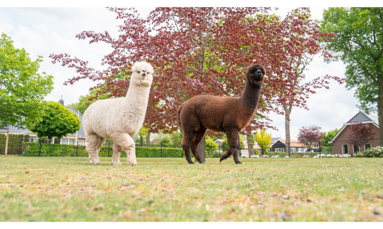 Twee alpaca's in de tuin bij dit natuurhuisje in Drenthe