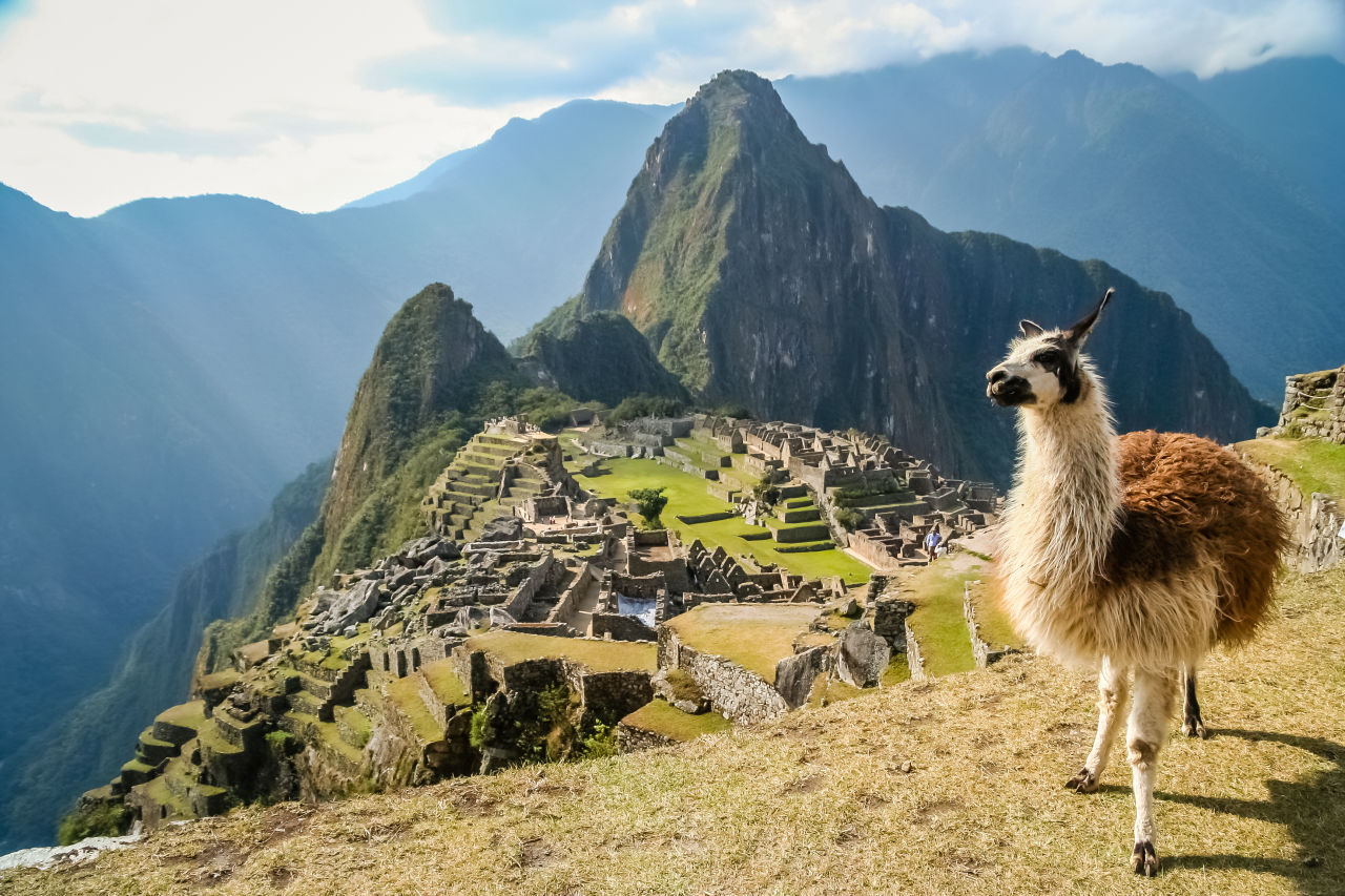 Alpaca in Machu Picchu 