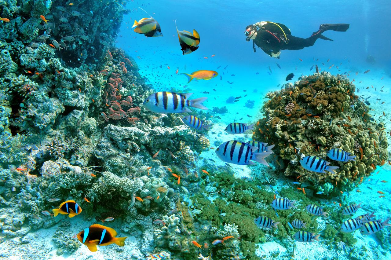 La biodiversité sous-marine de Hurghada