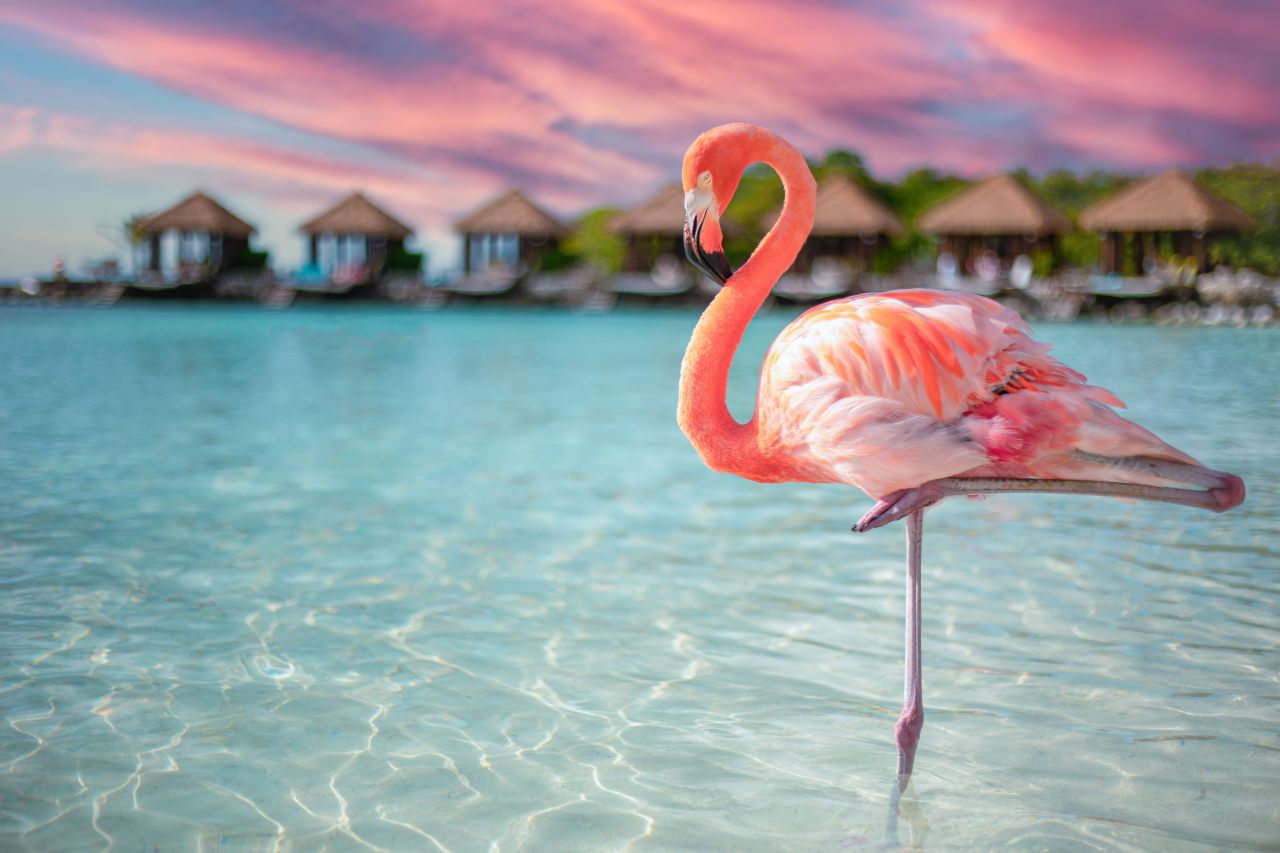 a flamingo standing in the blue water of the Caribbean 