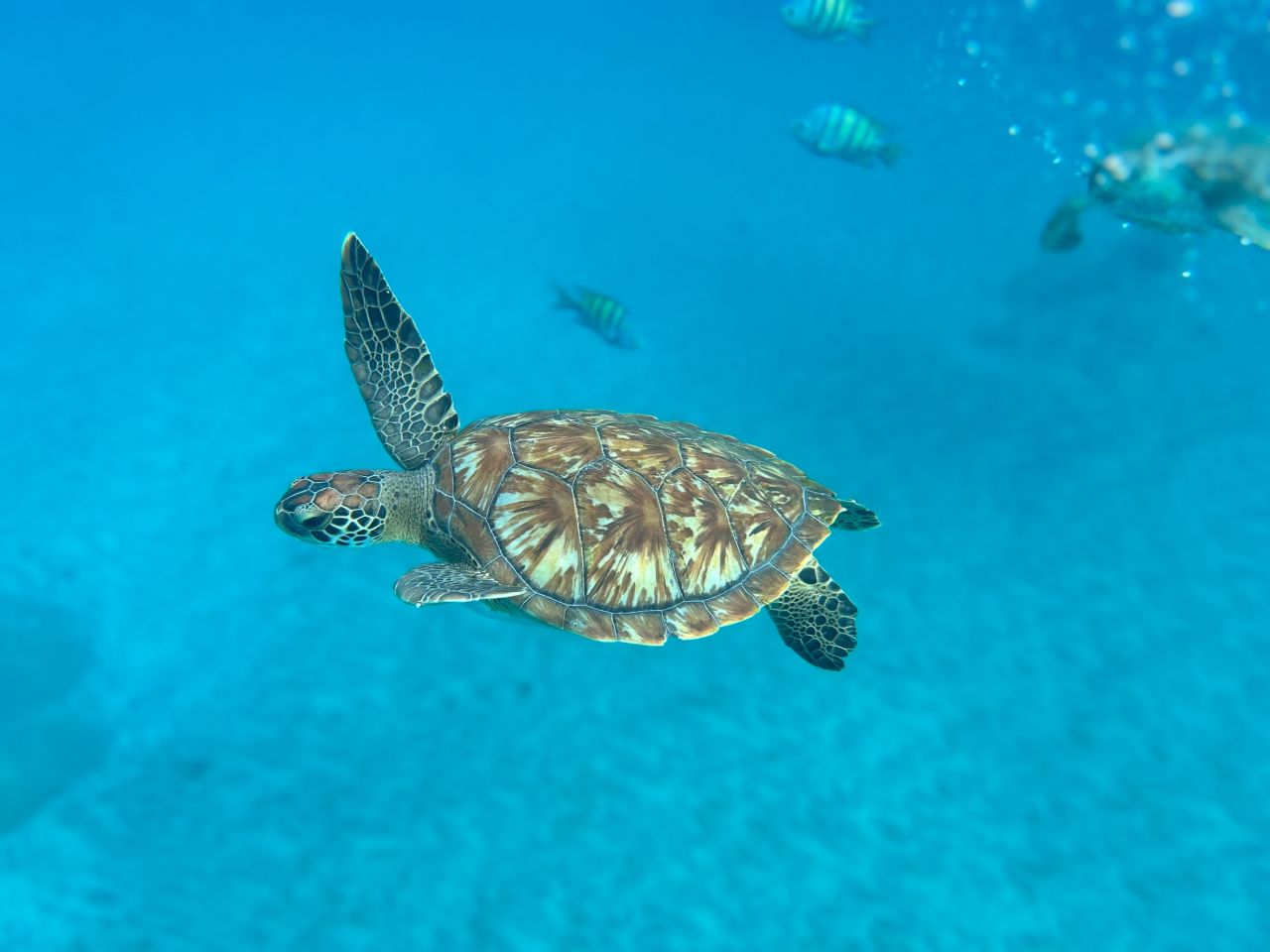 Schildpad in de heldere wateren bij Kaapverdië.