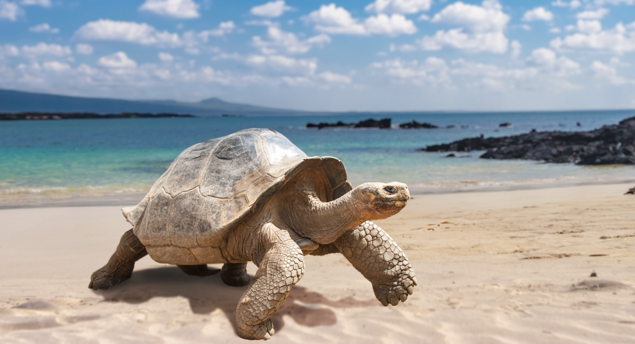 galapagos turle walking on the sand of the beach