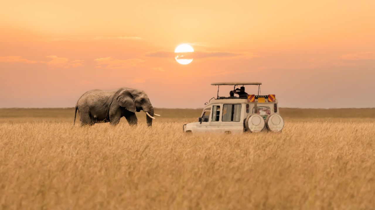 Game Drive with Elephant in Kenya, Africa