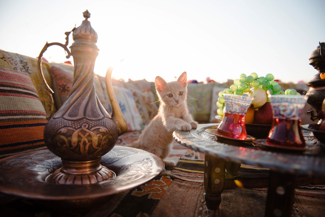 kitten sitting beside a table in Turkey
