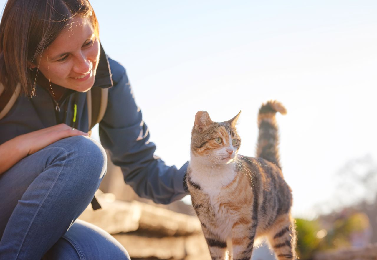 Volunteer With Cats on a Greek Island: Live on Syros for Free š¬š·š
