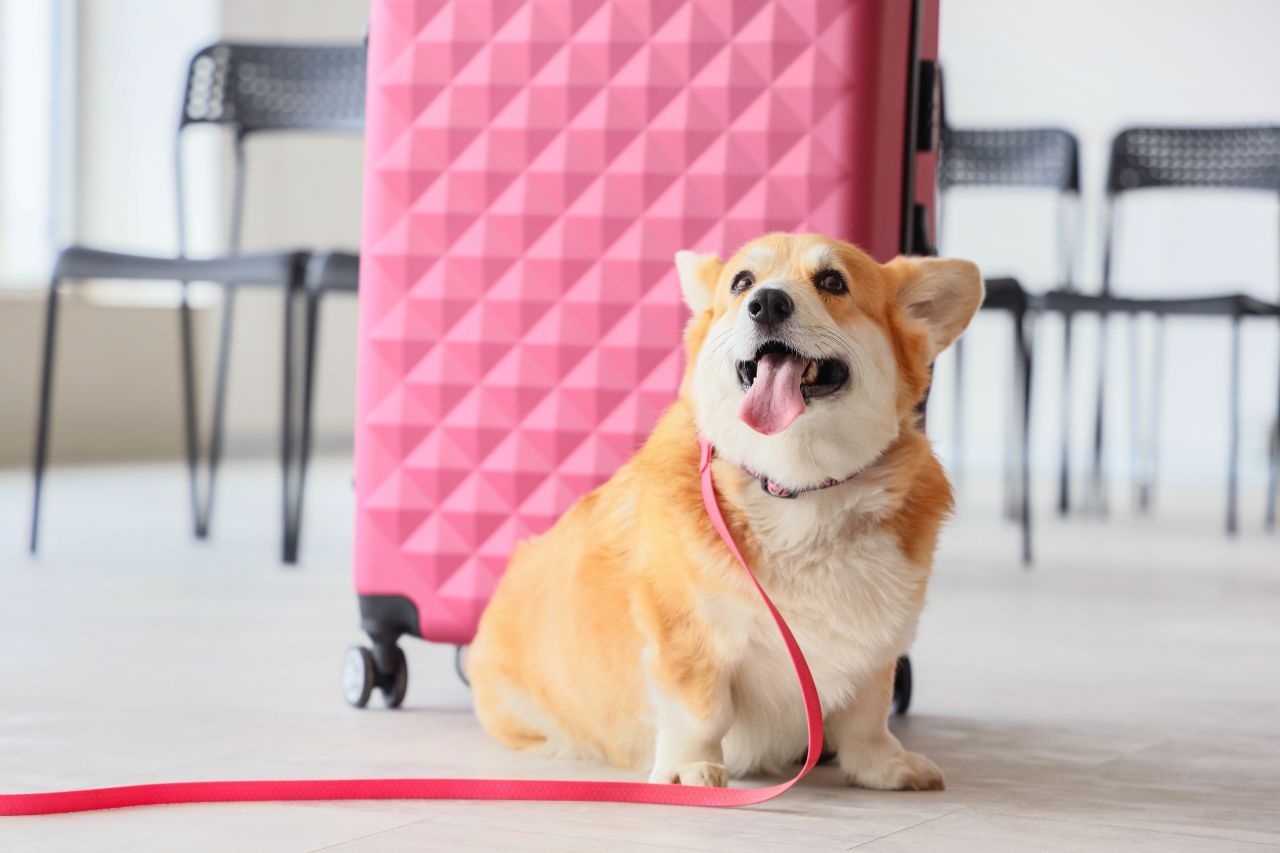 corgi with pink luggage