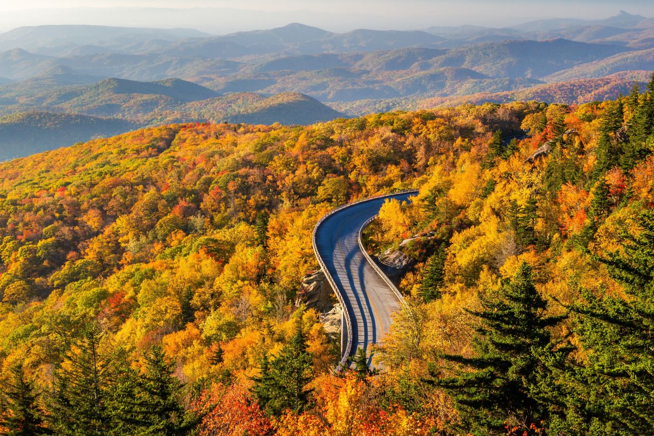 autumn leaves on a hillside