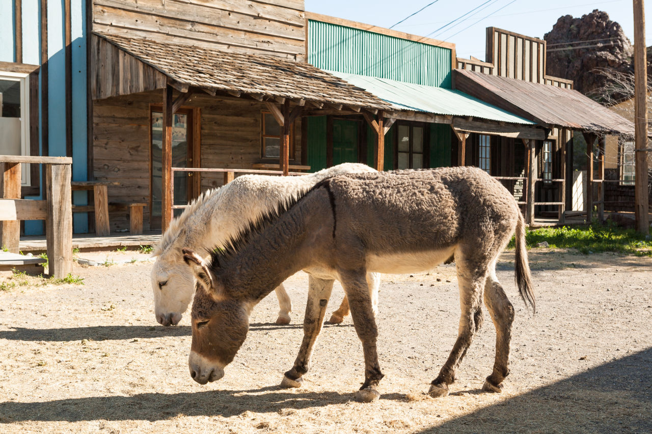 donkeys in Oatman, Arizona