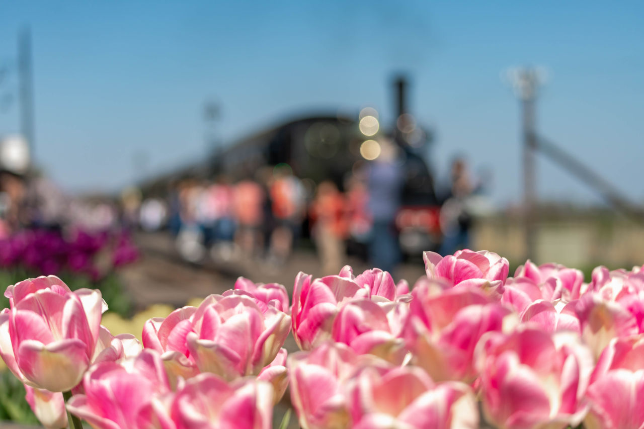 tulip with train in background