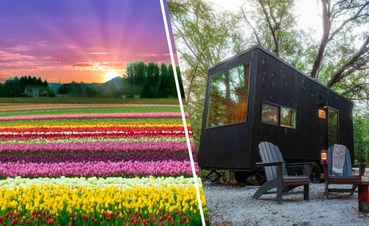 Tulip in Skagit Valley and Cabin Vacation