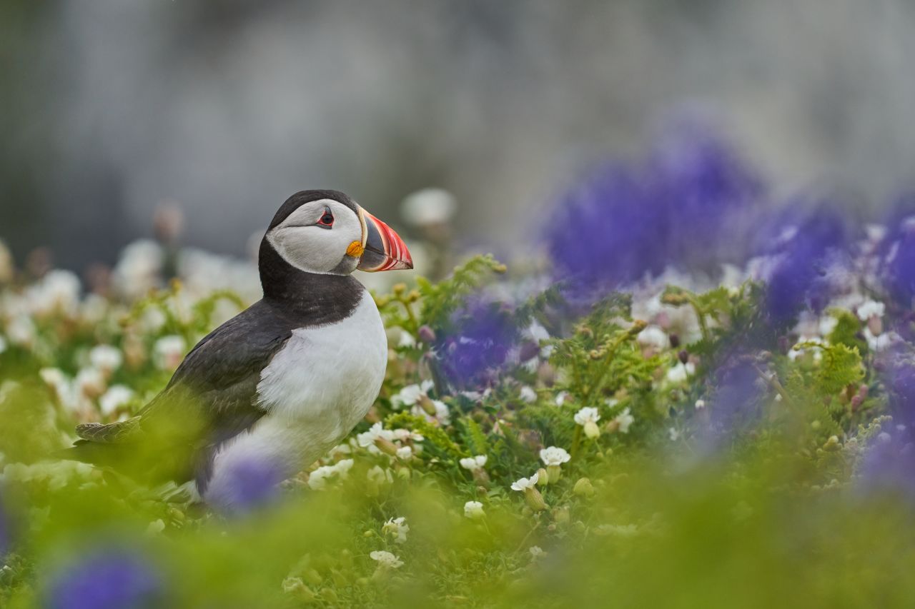 Close-up of an Atlantic puffin surrounded by wildflowers on Skomer Island, Wales