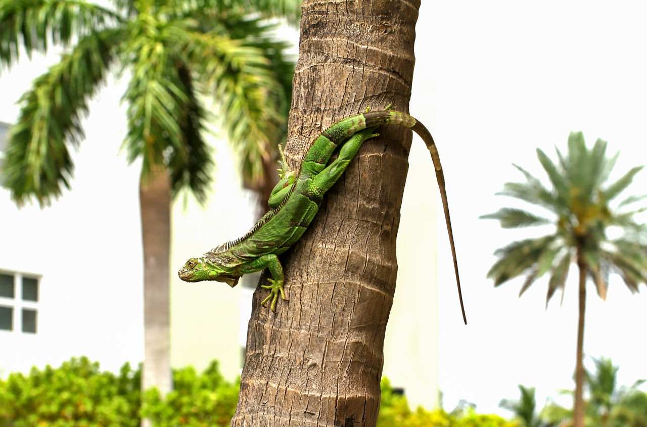 Cold blooded green iguana comes down a palm tree as he warms himself in the sunshine. Green iguanas (Iguana iguana) are an invasive species in Florida