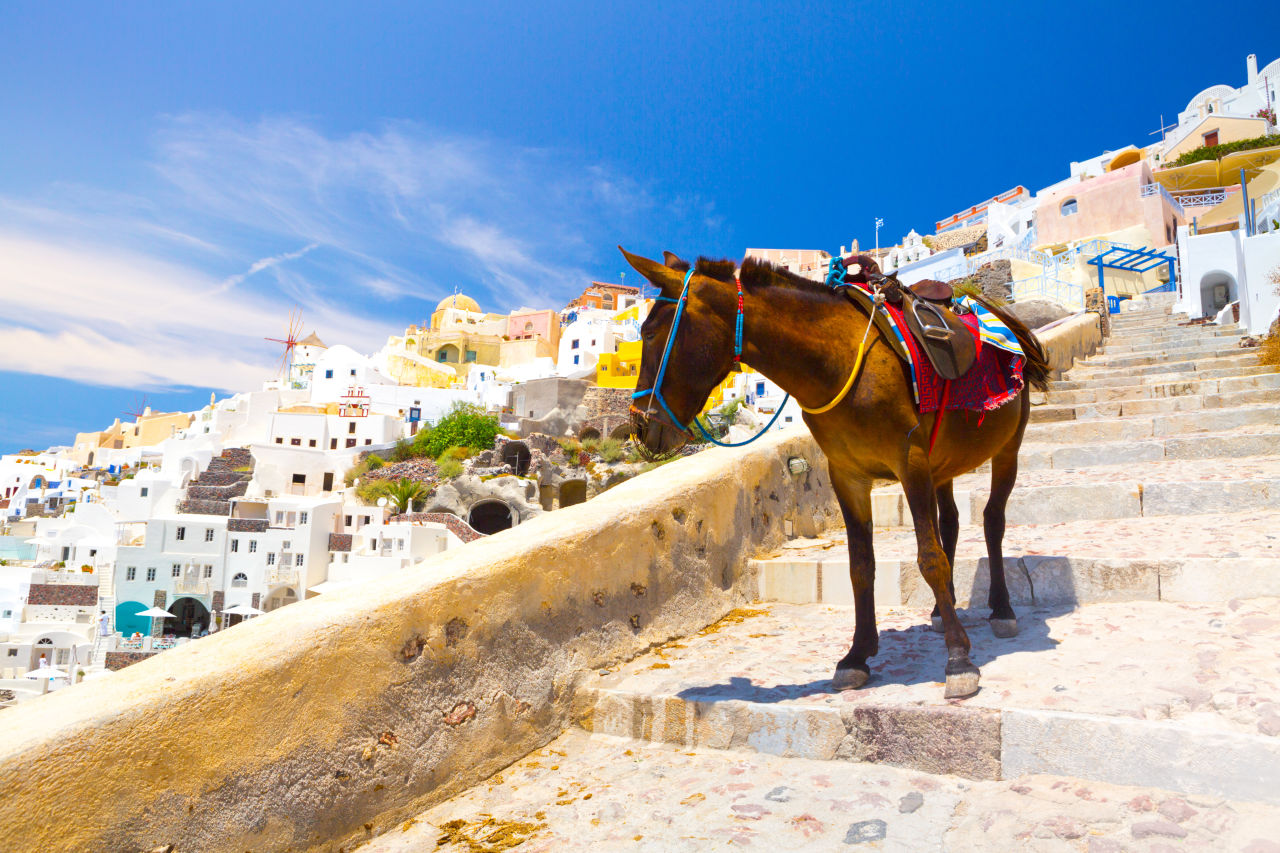 Donkey carrying supplies along a narrow whitewashed walkway in Santorini overlooking the caldera