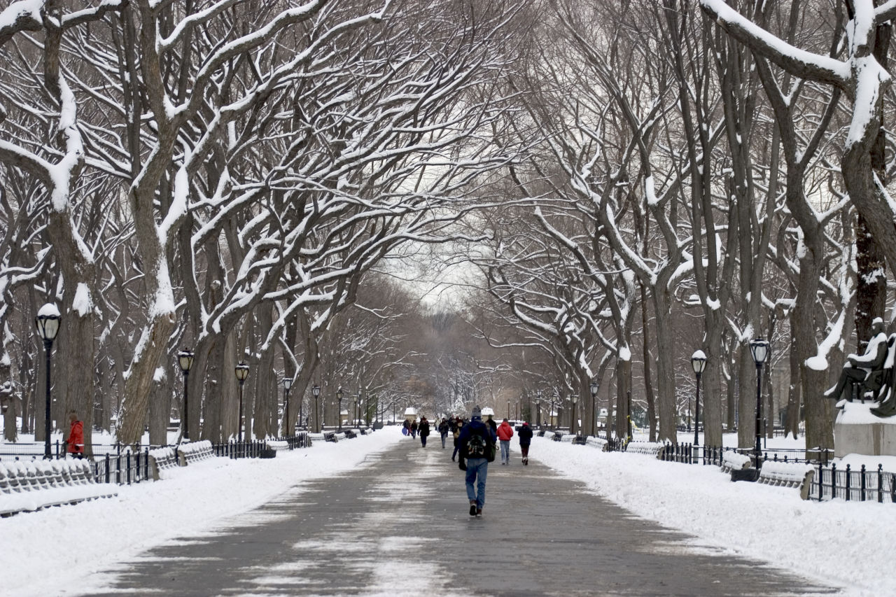 man walking between trees in New York City during cold blast that felt like NYC was colder than North Pole