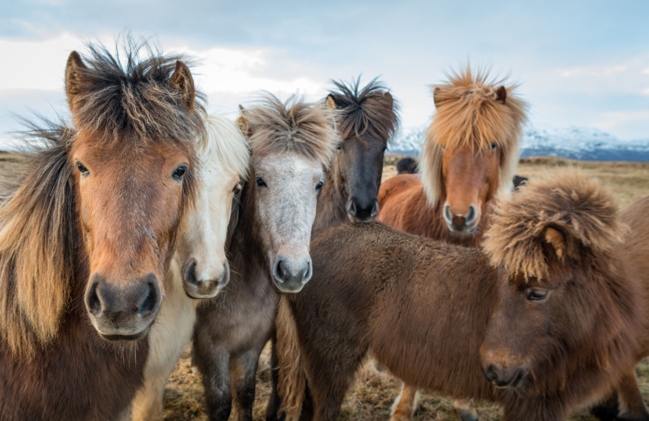 Icelandic horse travel experience scenic landscape