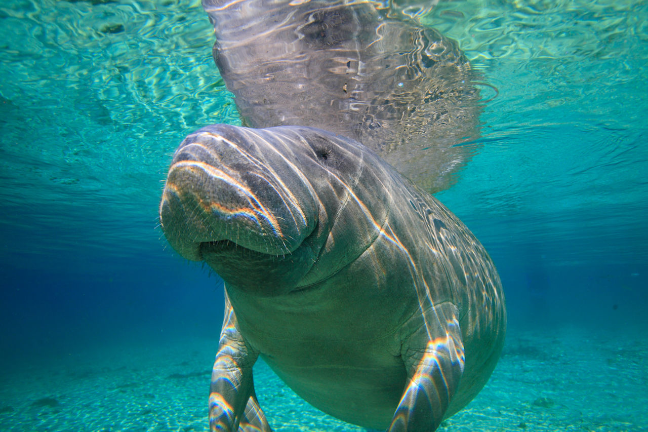 Close-up underwater view of a Florida manatee swimming in clear spring water in Crystal River