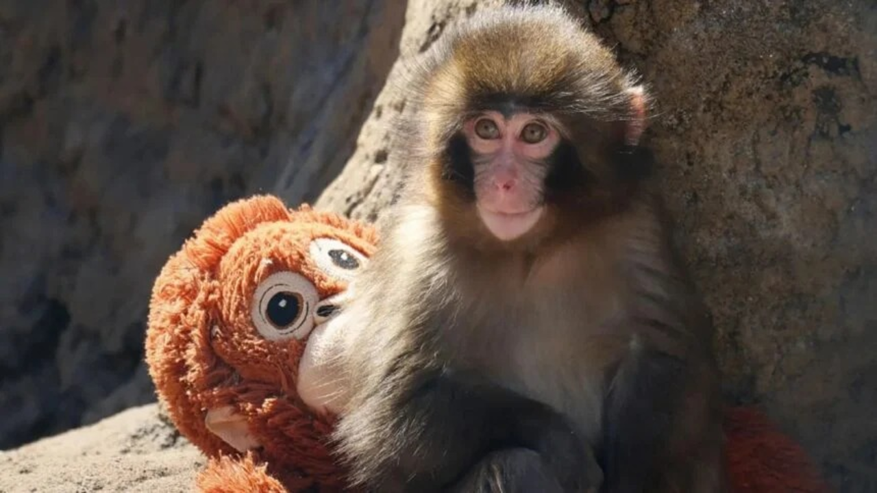 Baby Japanese macaque Punch sits upright against a rock with his stuffed orangutan toy resting beside him.