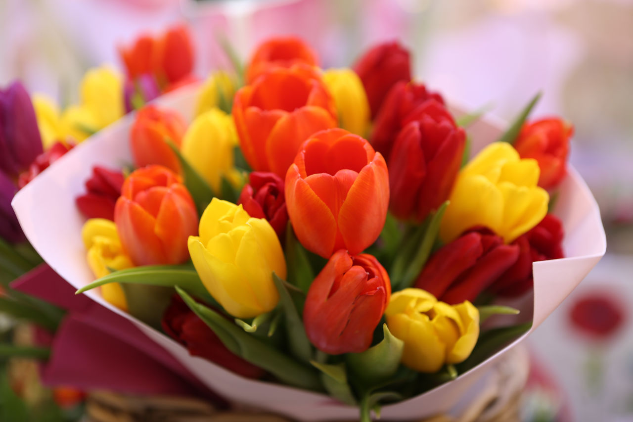 bouquet of tulips