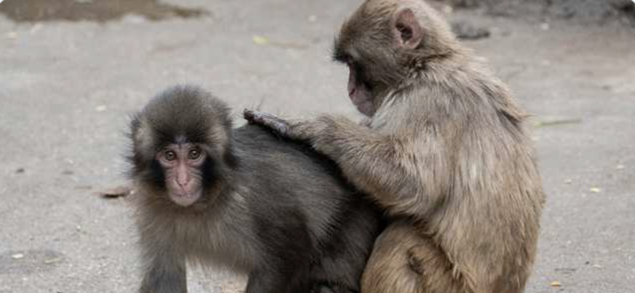 Good News From Around The World: Punch Has a Girlfriend, Pandas Are Thriving, and 80,000 Free Tulips Are Waiting for You 