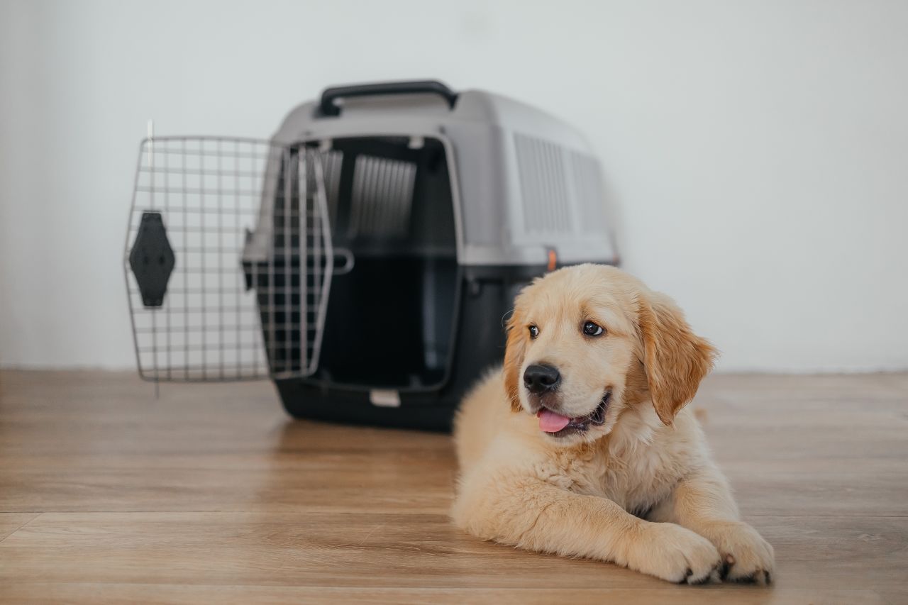 Emirates Is Now Helping Pet Owners Fly Their Animals Out of Dubai