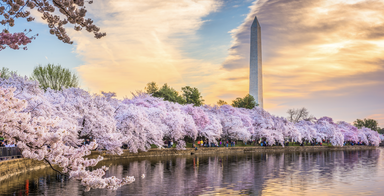 D.C.'s Cherry Blossoms Have Reached Peak Bloom