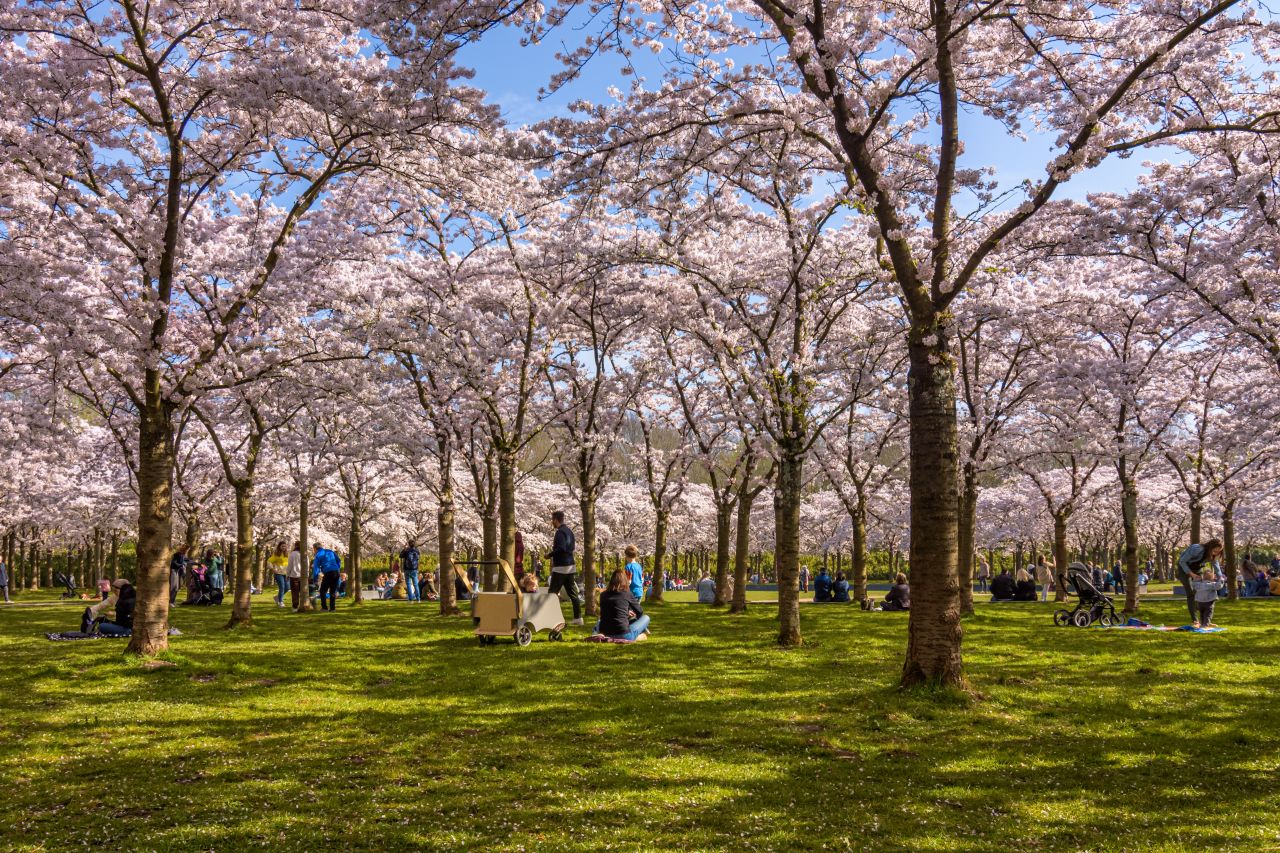 Kersenbloesem in het park in Amsterdam, Nederland.