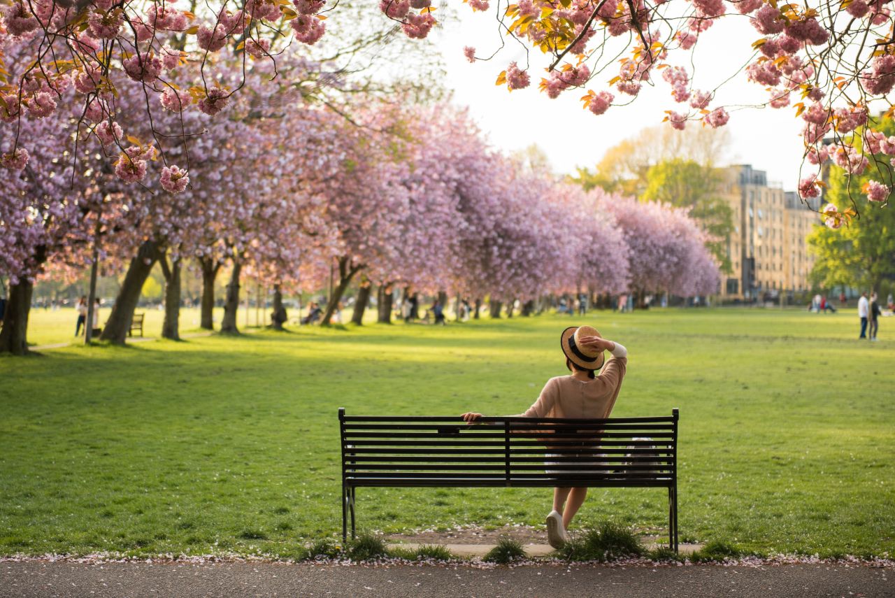* Person sitting on a park bench beneath blooming cherry blossom trees during spring in Edinburgh