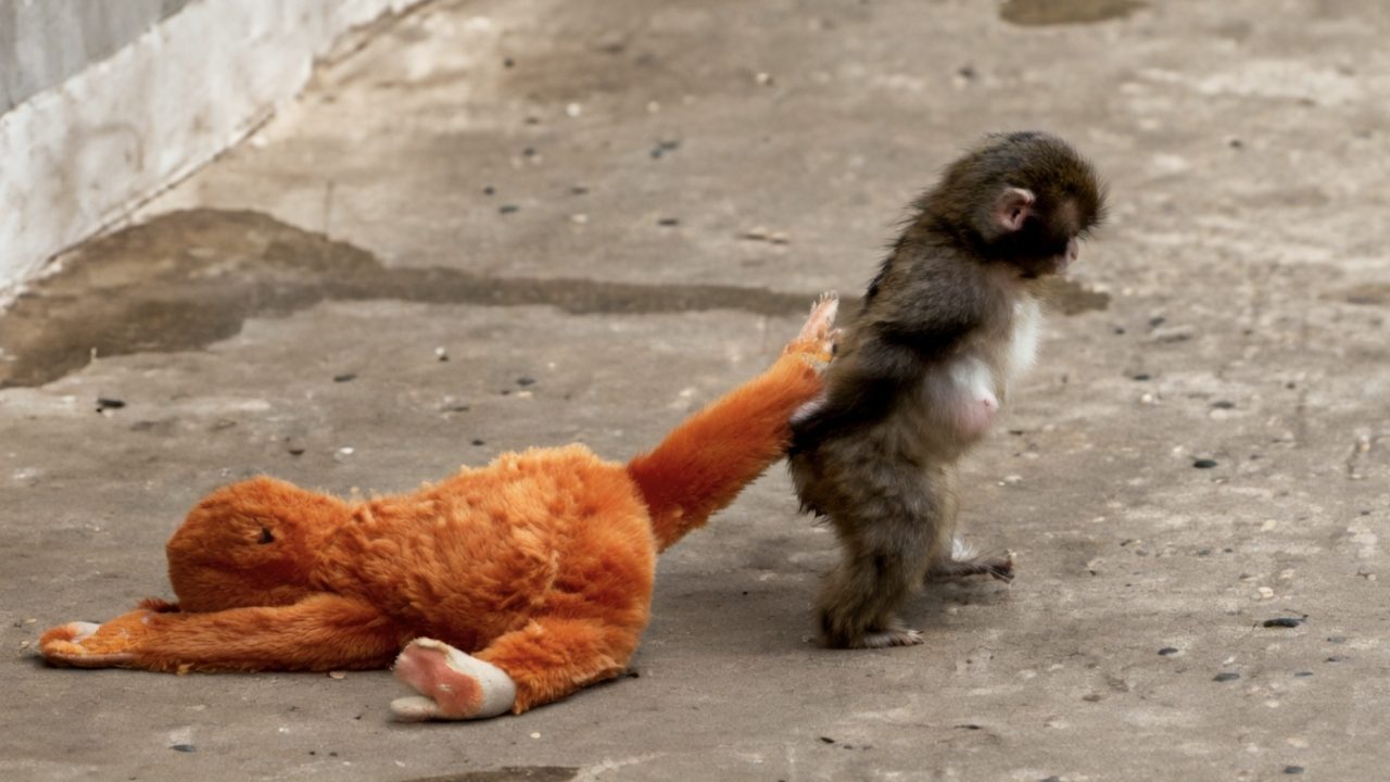 Punch the Baby Monkey Update: Attack By Fellow Monkeys at Ichikawa Zoo  Sparks Concern | TravelPirates