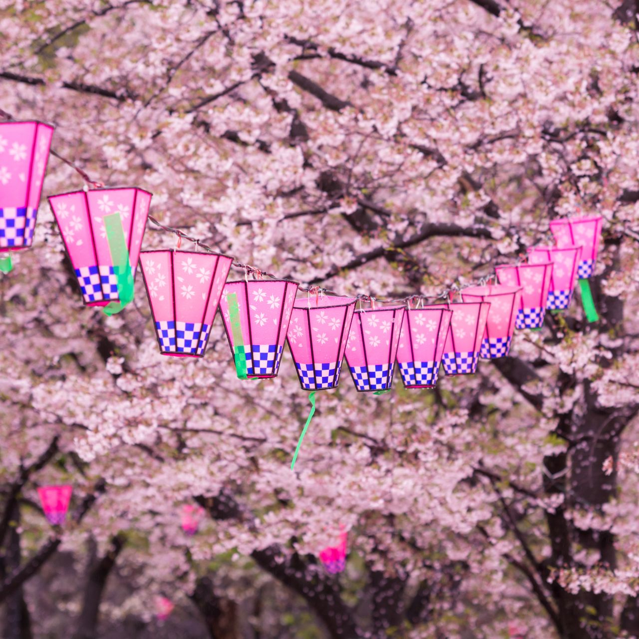 cherry blossom※プロフ確認 2023 Cherry Blossom Bloom Prediction for Japan