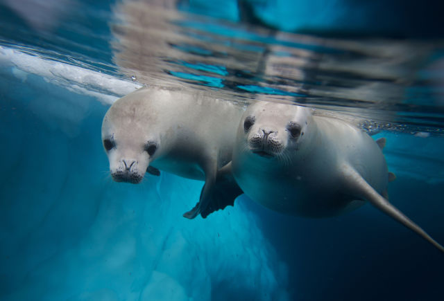 Seals in Antarctica