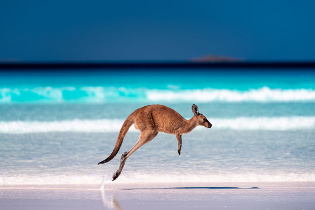 Vrijwilligerswerk Met Kangoeroes Australi VakantiePiraten