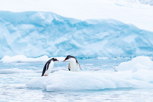 Penguins in Antarctica