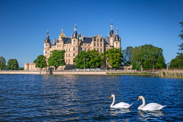 swans swimming by Schwerin Castle