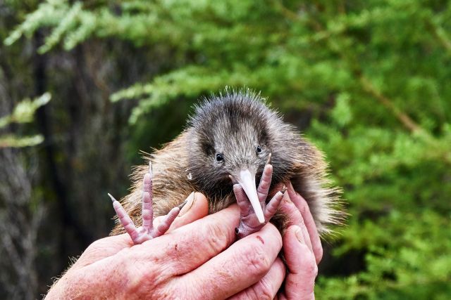 Kiwi the local bird of New Zealand 