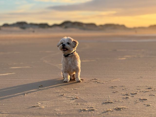 Going on a beach holiday with your dog